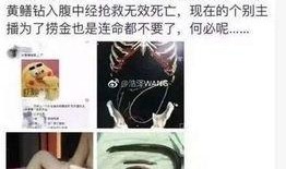 黄鳝琪琪在线观看,在线观看，揭秘网络红人的魅力之旅