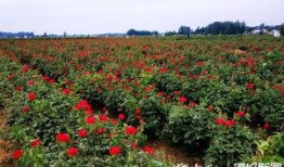 成熟的玫瑰在线观看,在线欣赏成熟玫瑰的迷人风采