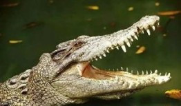 峡谷宝典最新爆料鳄鱼怎么打,鳄鱼新打法，轻松应对挑战！