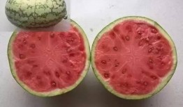 科技大免费吃瓜,揭秘大企业背后的“吃瓜”秘密