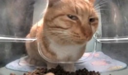 小猫爆料视频在线观看,萌态百出，趣味横生