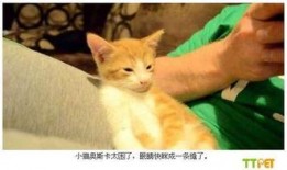 小猫爆料视频在线观看,萌态百出，趣味横生