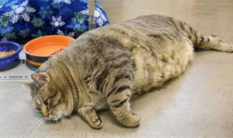 吃胖猫瓜的网红,美食诱惑下的甜蜜挑战