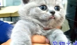 吃胖猫瓜的网红,美食诱惑下的甜蜜挑战