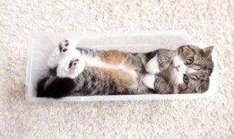 小猫爆料视频在线观看,萌态百出，趣味横生