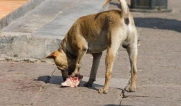 马诺老公爆料偷狗视频,宠物安全引关注