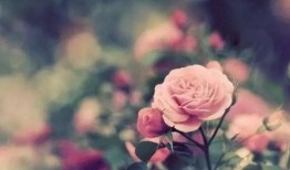 成熟的玫瑰在线观看,在线欣赏成熟玫瑰的迷人风采