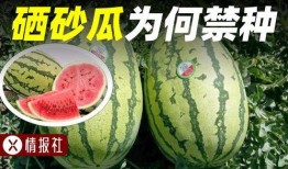 硒砂瓜免费吃,免费品尝大自然的馈赠