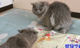 吃胖猫瓜的网红,美食诱惑下的甜蜜挑战